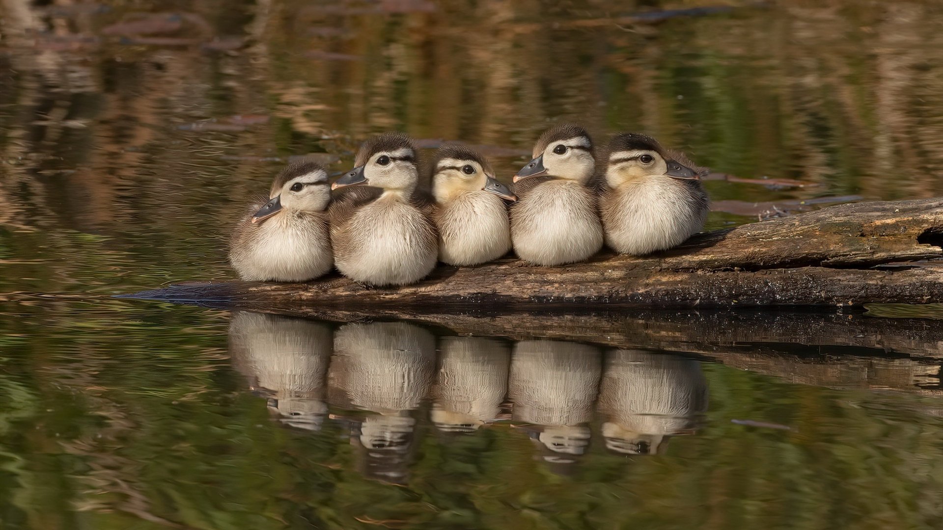 开云官方网站-法甲青训兴起：新人新气象！，法甲球队最新关系