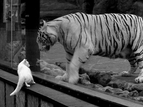 高校篮球推动暑期集训计划打造持久训练体系，关于开展篮球集训的通知